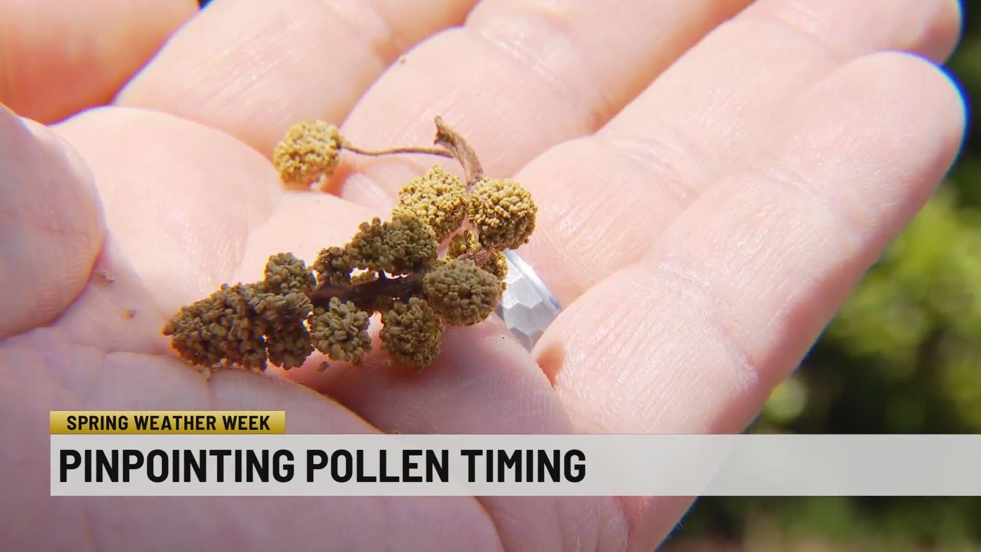 Spring Weather Week: Pinpointing pollen timing – WSPA 7NEWS