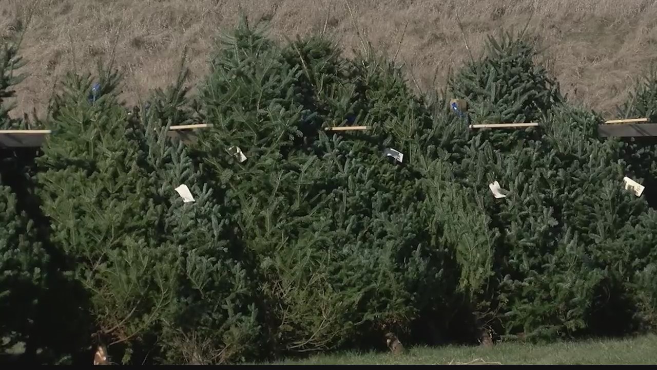 National Christmas Tree shortage impacts Selkirk farm NEWS10 ABC