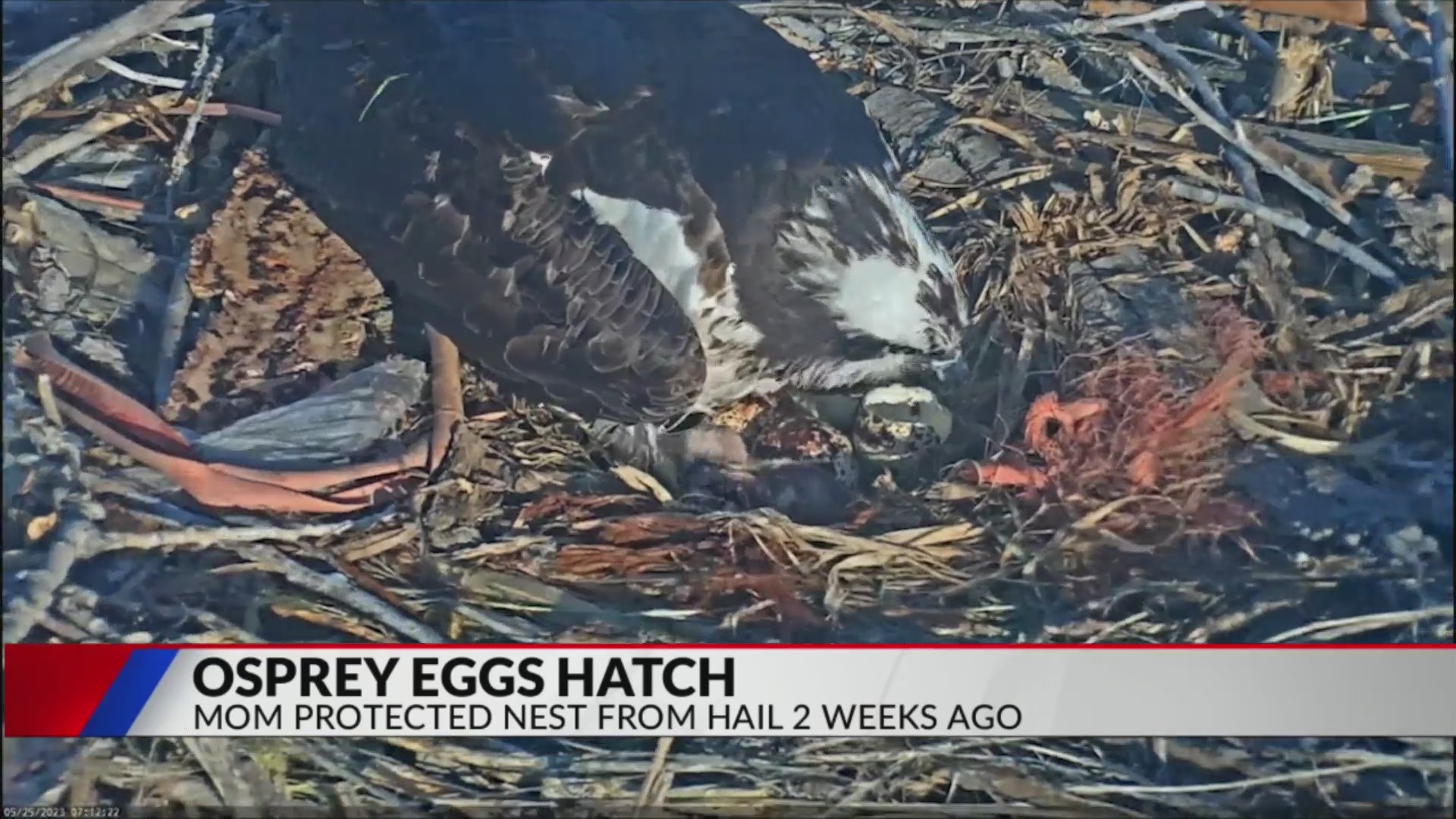 Osprey eggs hatch after mother protects them from severe weather FOX31 Denver