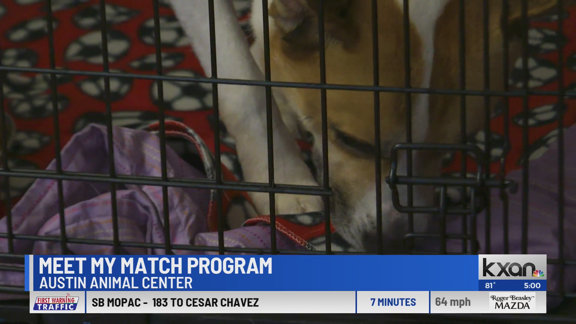 Austin Animal Center launches Meet My Match program KXAN News Today