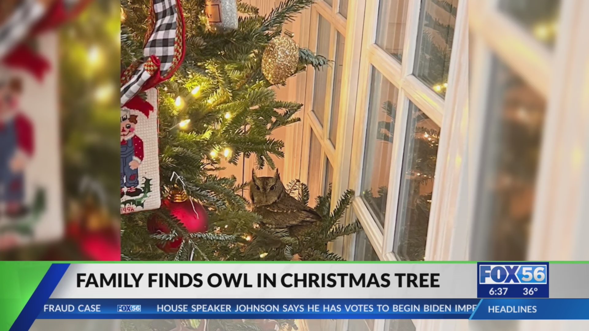 Lexington family finds owl in christmas tree wane 15
