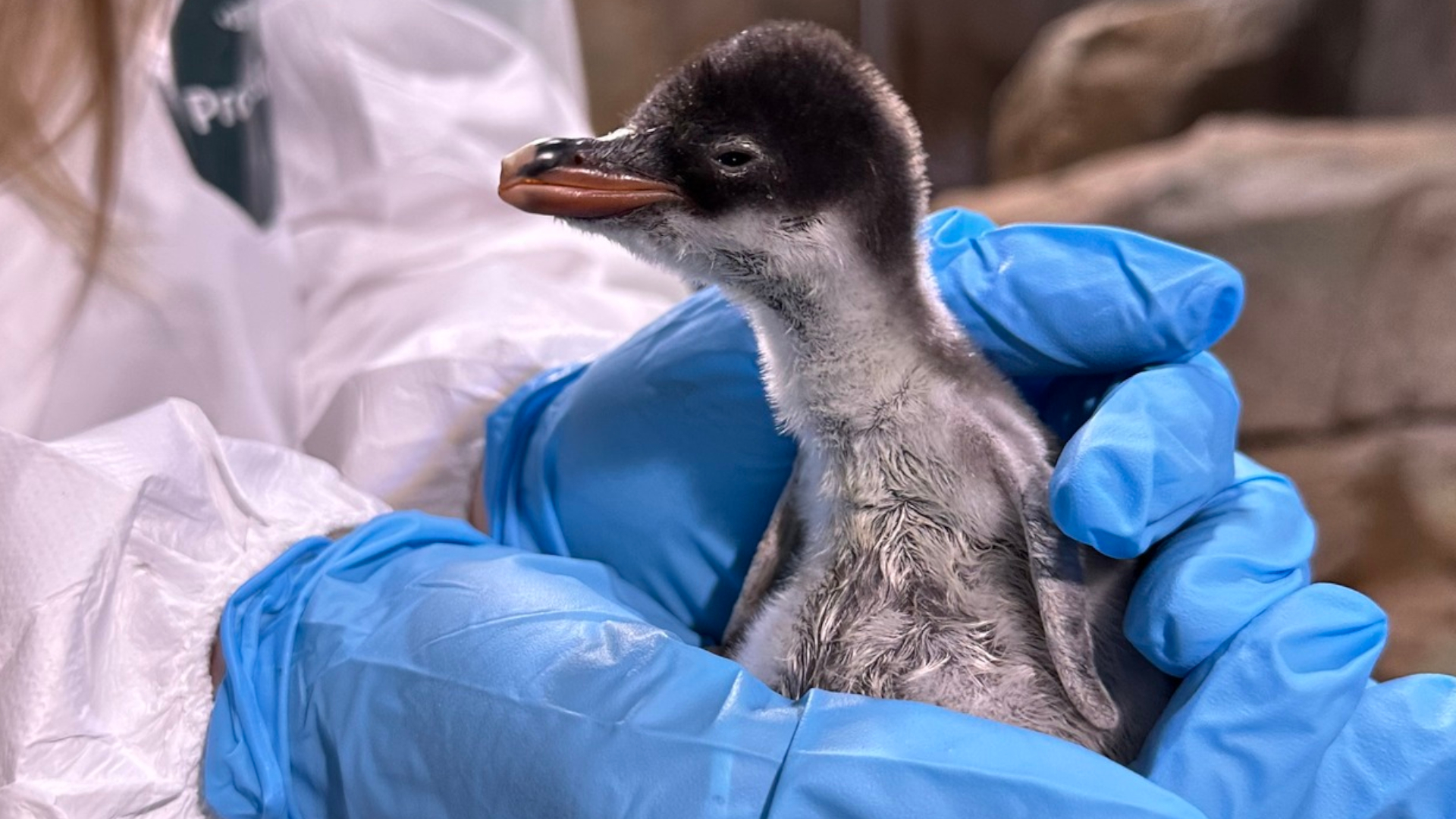 It’s a… Albuquerque BioPark reveals baby penguin’s gender KRQE NEWS