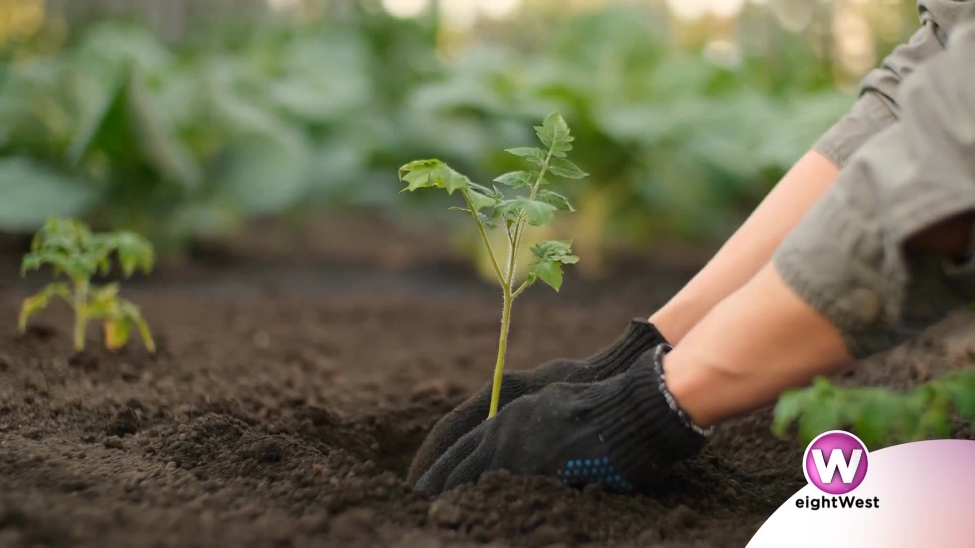 Dairy Doo can help you improve your grass and garden