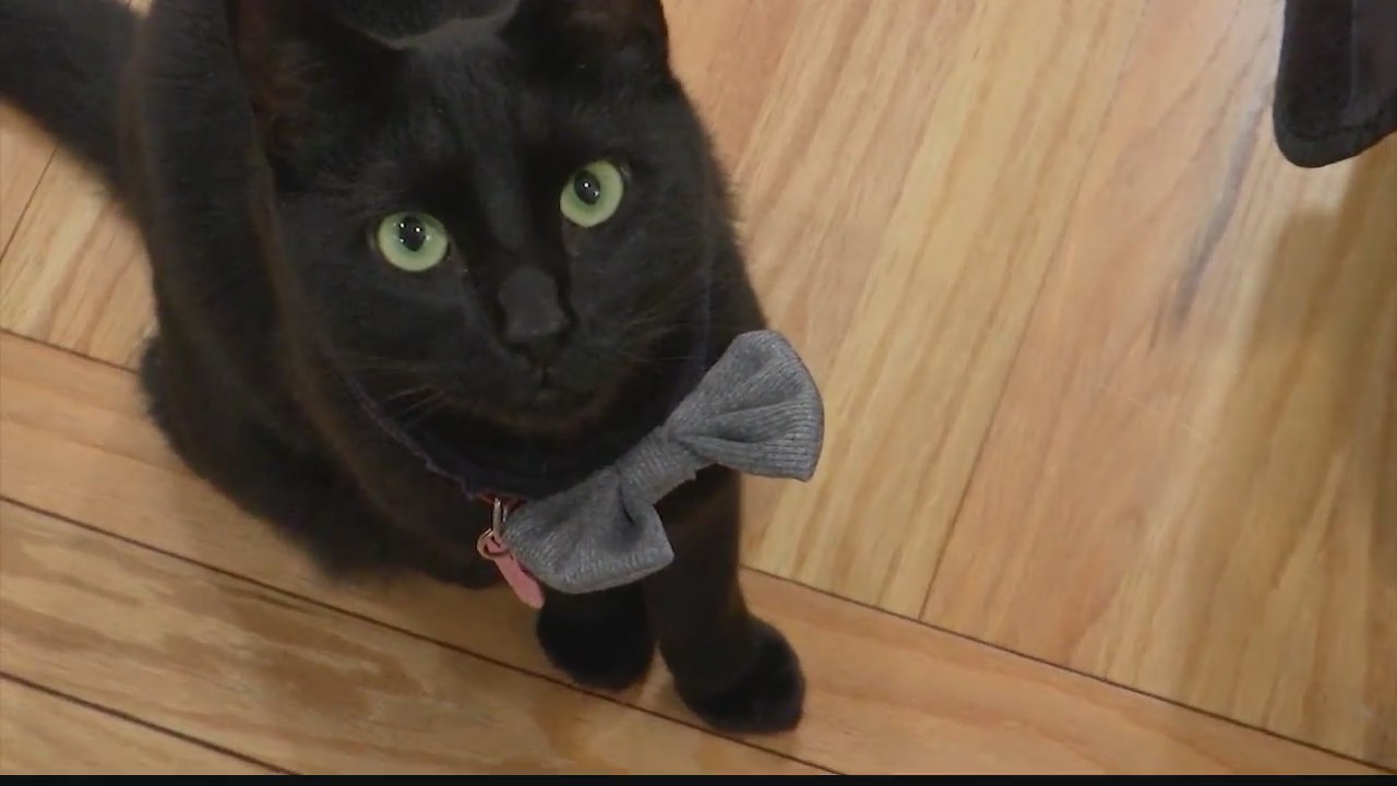 Deli owners frustrated after cat keeps getting stolen NEWS10 ABC