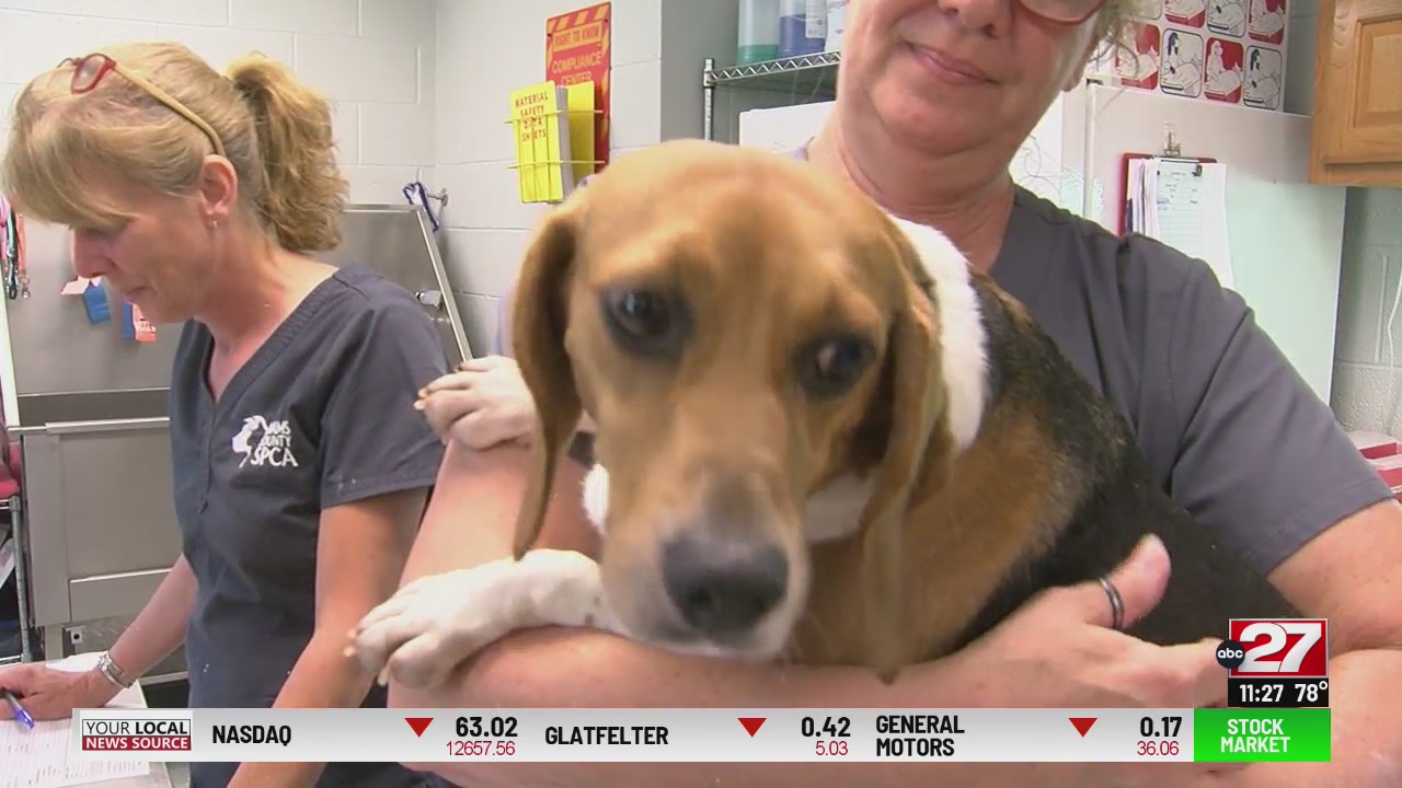 Adams Co. SPCA takes in dogs from Va. mass breeding facility