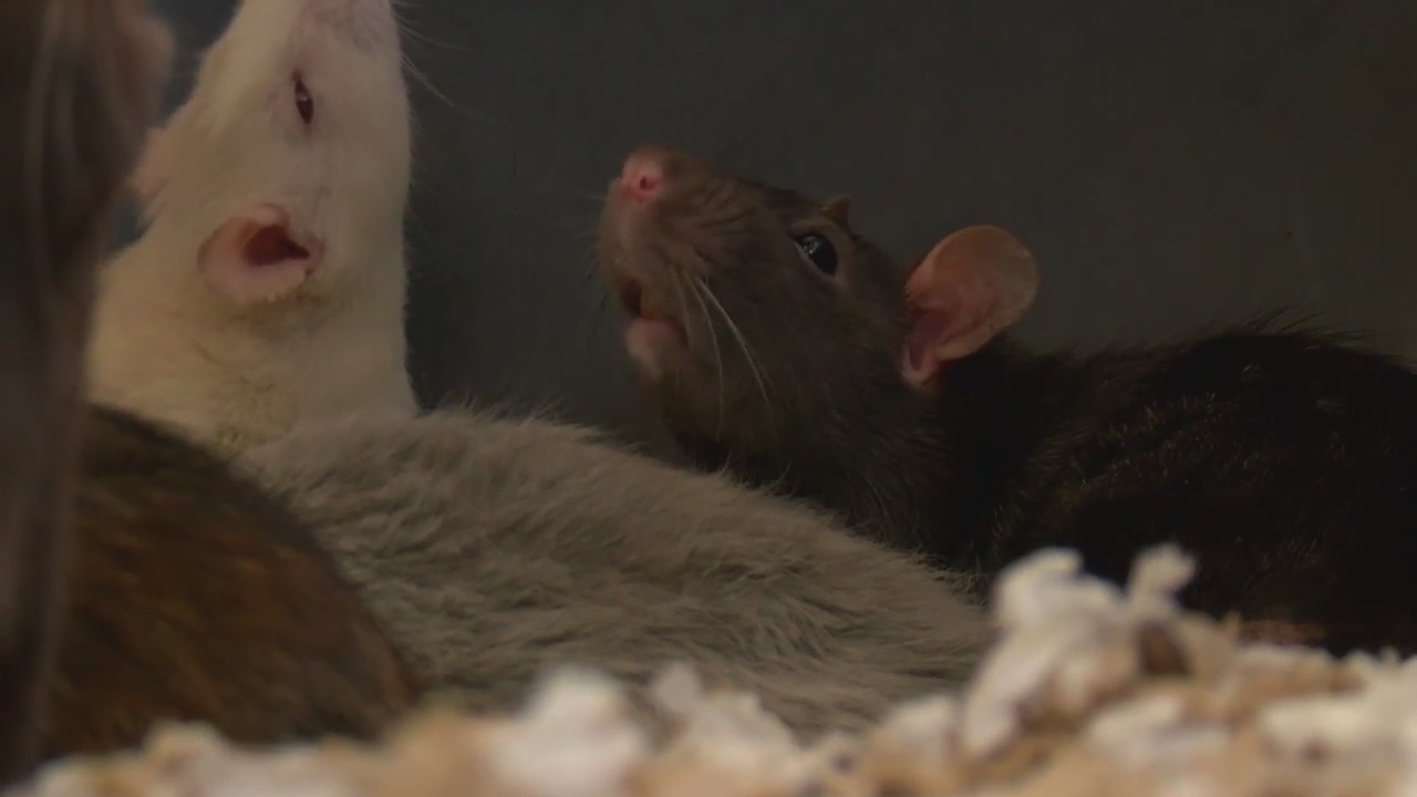 More questions surround Steelton rat dumping – ABC27