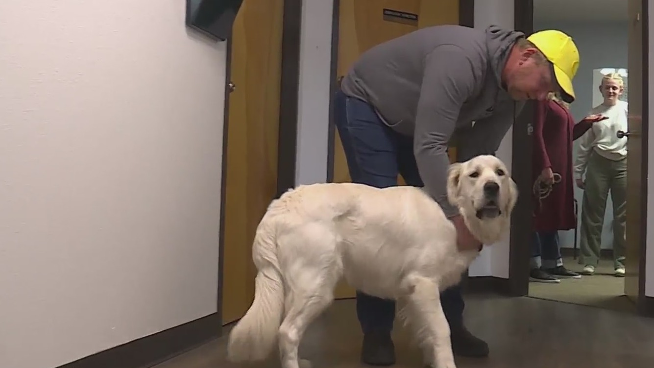 Dog shot ‘execution style’ on Mount St. Helens to be adopted by forever ...