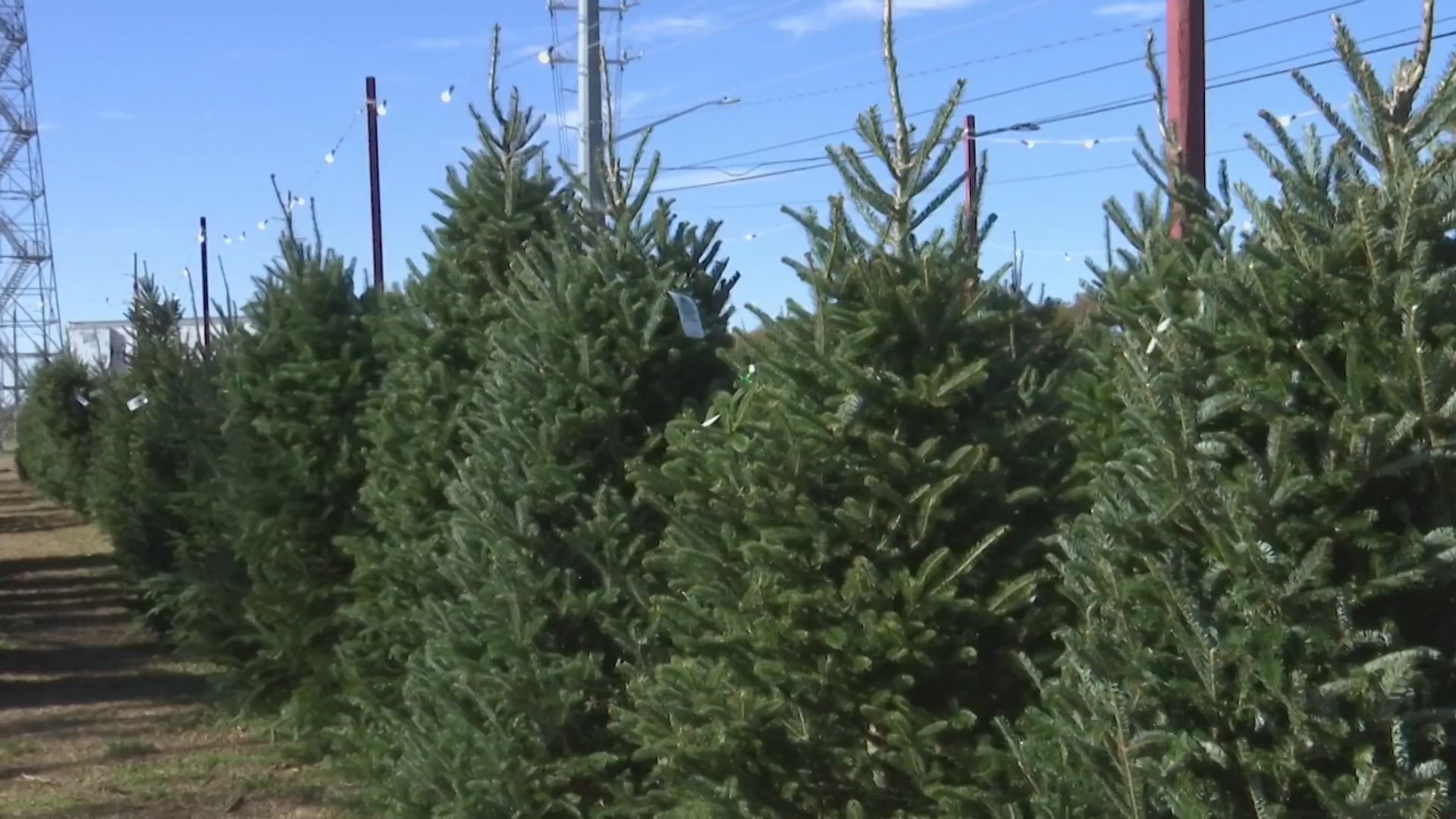 Eastern North Carolina Christmas tree lots up and running for holiday