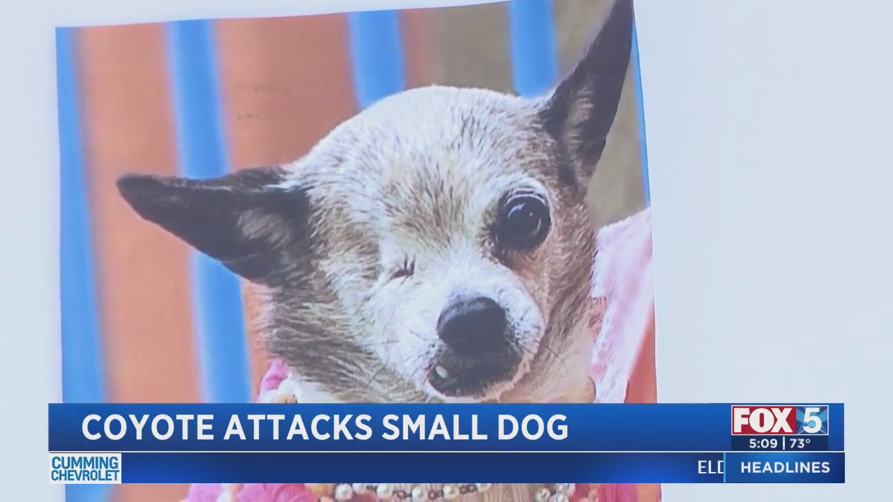 Coyote Attacks Small Dog – FOX 5 San Diego & KUSI News