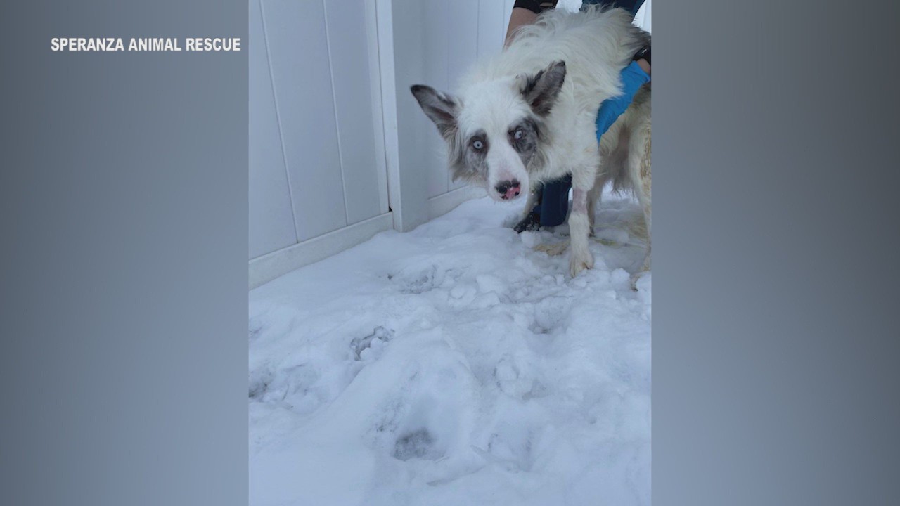 Nearly dead dog found Amazon box in Cumberland County rescued – ABC27