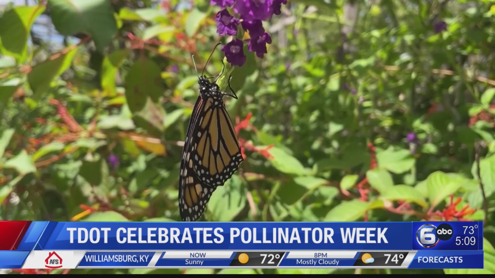 TDOT celebrates Pollinator Week – WATE 6 On Your Side