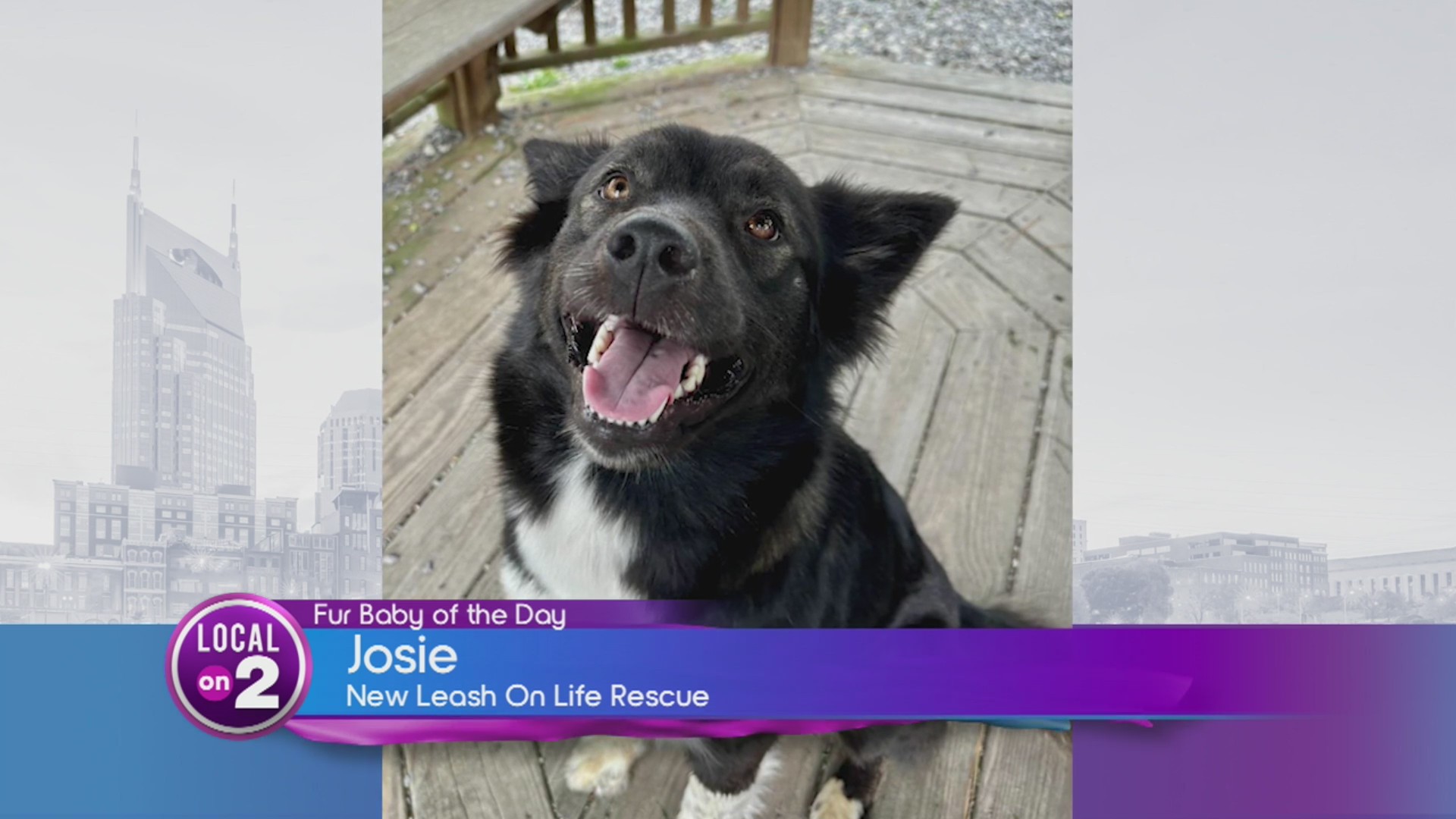 Fur Baby of the Day: Josie! – WKRN News 2