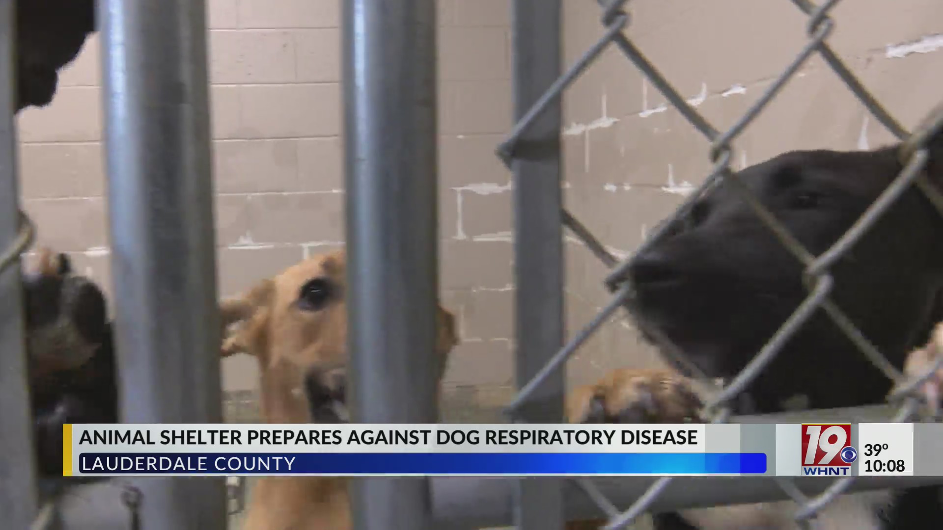 Florence Lauderdale Animal Services Prepares Against Dog Respiratory ...