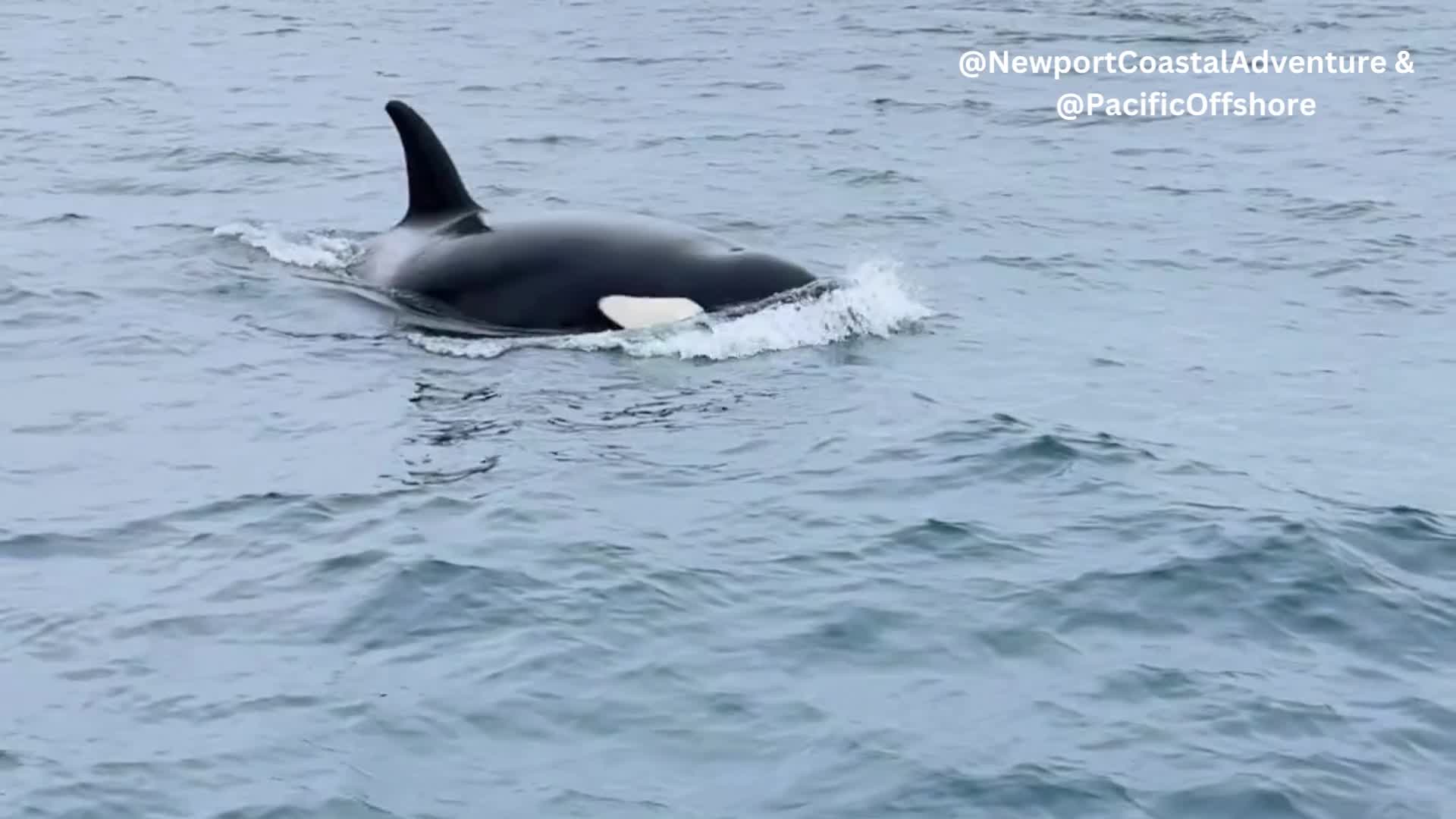 Rare White Killer Whale Calf Spotted Off Southern California Coast – WJBF