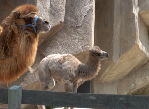 Camel Calf Runs Around Enclosure at Milwaukee County Zoo – WNCT