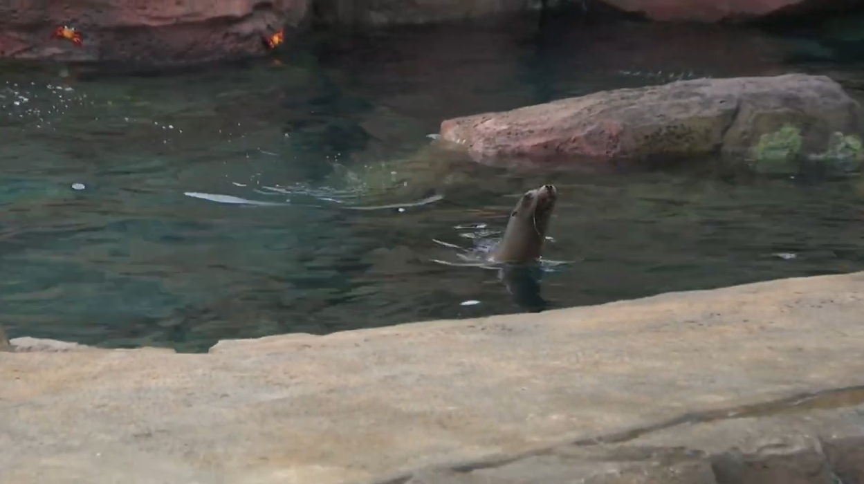 Galapagos Islands Exhibit Opens at Houston Zoo WNCT