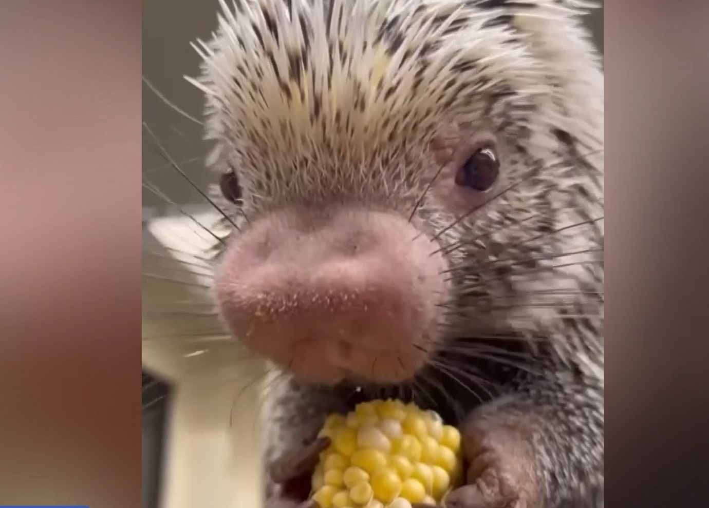 Porcupine munches on corn at Cincinnati Zoo WNCT