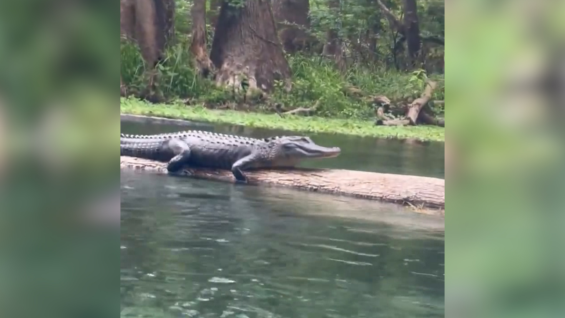 ‘It’s hissing!’ Women have unexpected close encounter with alligator(03)